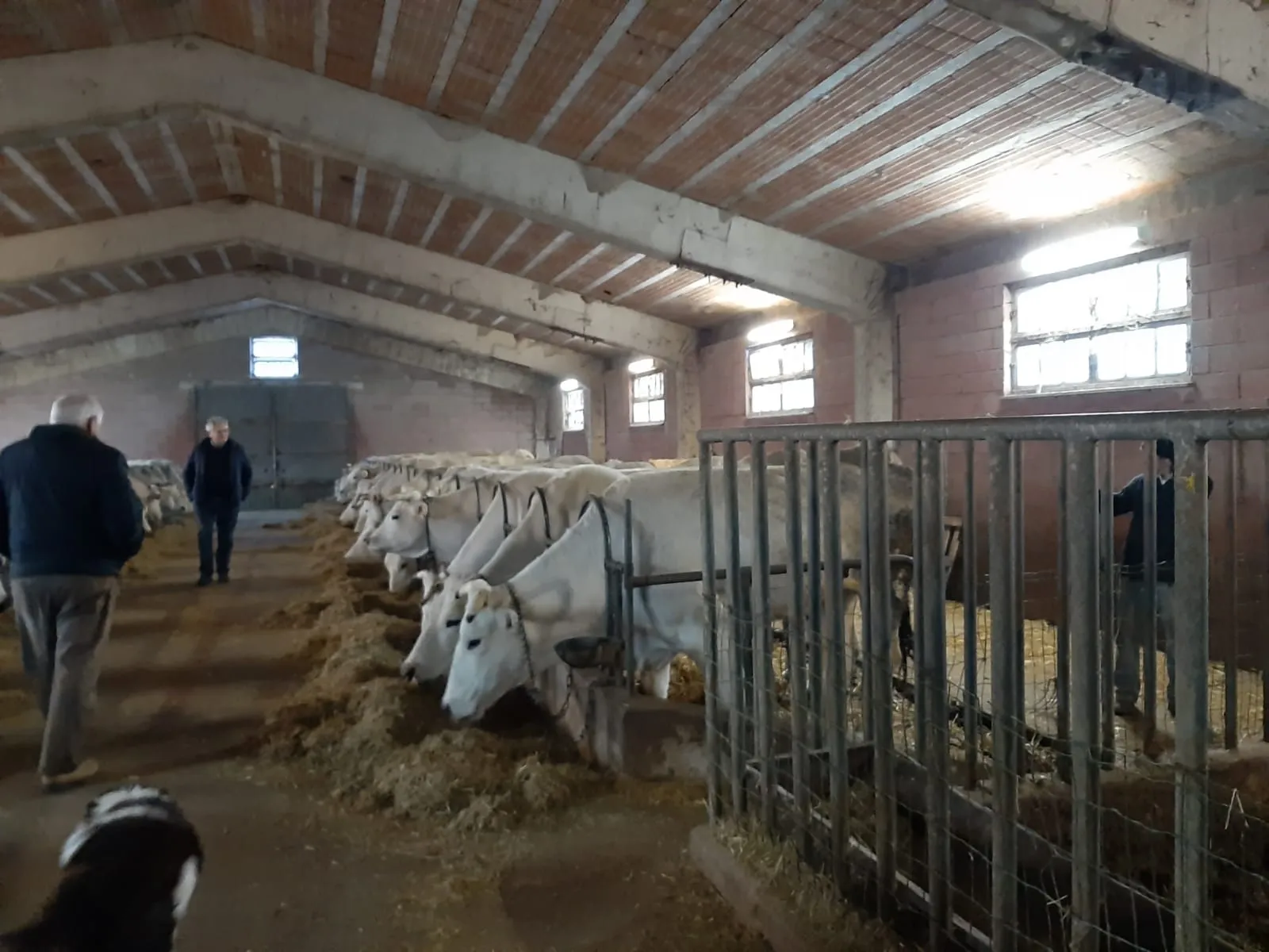 azienda-agricola-casaletto-4